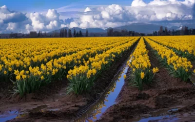8 Things to Do in Northwest Washington this Spring