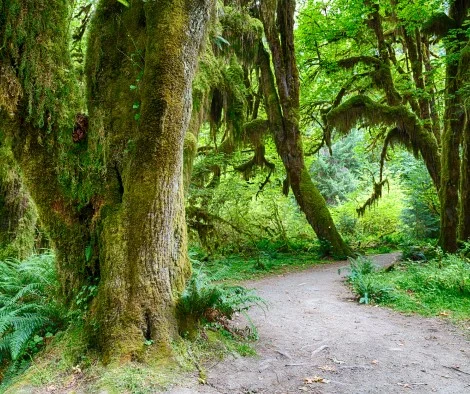 Hoh rainforest