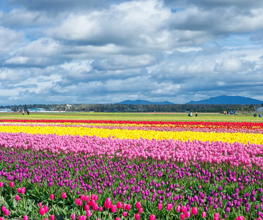 Tulip festival in Mount Vernon