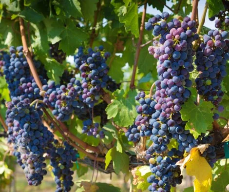 grapes on a vine