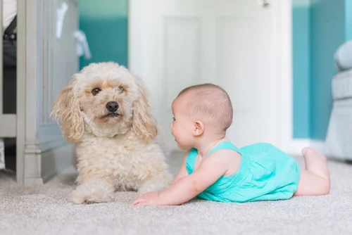 Carpet-photo-by-Picsea_unsplash-SMALL