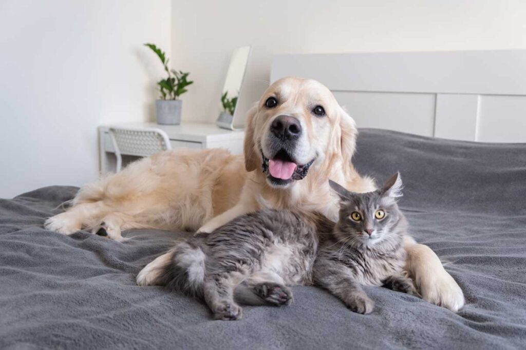 Pets on bed while remodel is underway